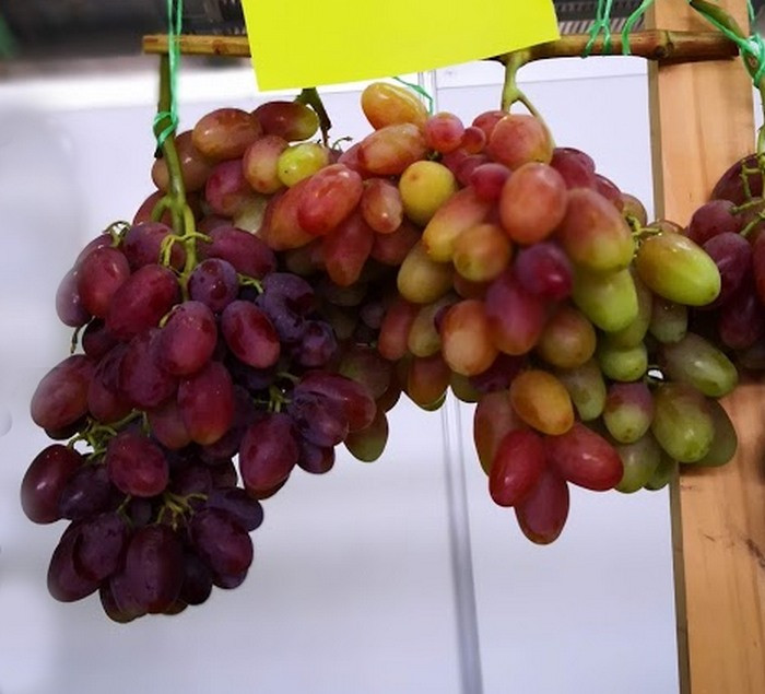 Сорт винограда катруся каховская фото и описание